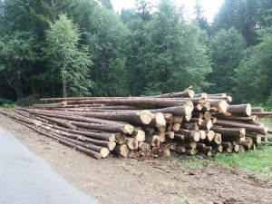 ASIbosbouw2