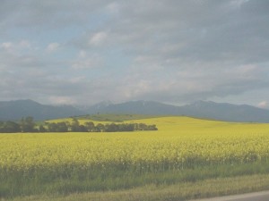 ASIgeleveldenhalf