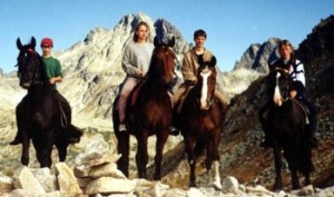 paarden