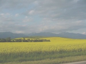 ASIgeleveldenhalf